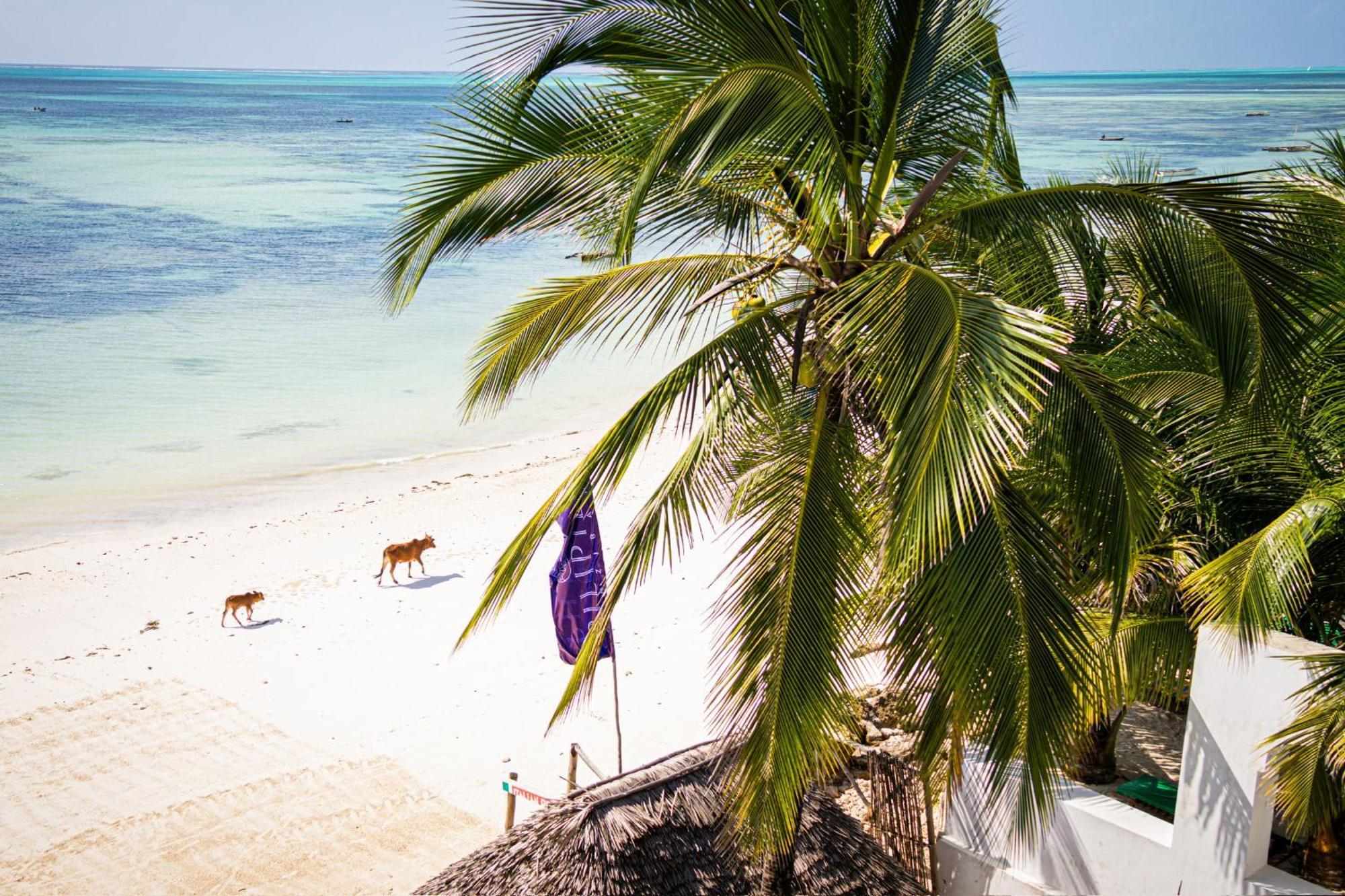 Pili Pili Sunrise Beach Hotel Jambiani  Exterior photo